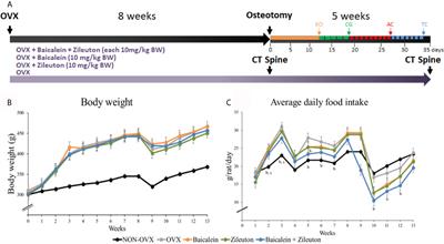 Inhibition of Lipoxygenases Showed No Benefit for the Musculoskeletal System in Estrogen Deficient Rats